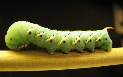Photo:  caterpillar 6